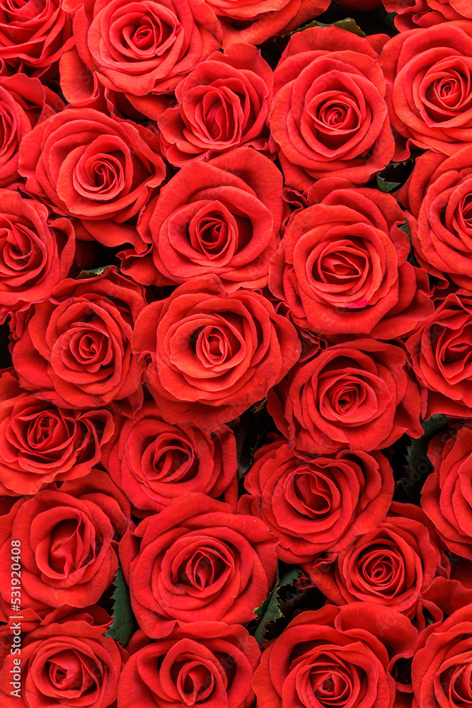 Bunch of fresh red roses floral background