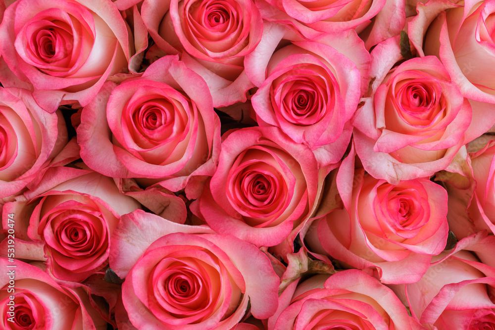 Bunch of fresh pink pale roses floral background Bunch of fresh pink pale roses floral background