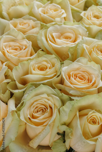 Bunch of fresh yellow green pale roses floral background