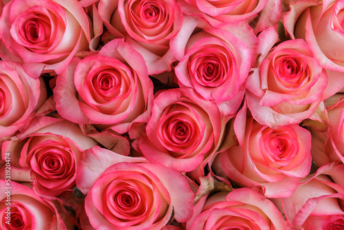 Bunch of fresh pink pale roses floral background © SOLOTU