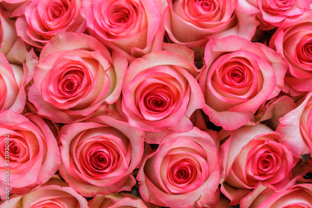 Bunch of fresh pink pale roses floral background Bunch of fresh pink pale roses floral background