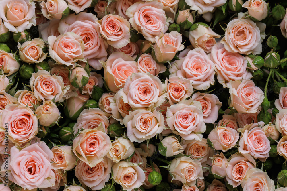Bunch of fresh pink pale roses floral background Bunch of fresh pink pale roses floral background