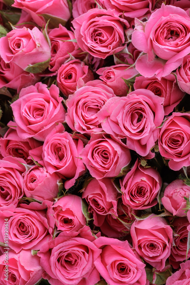 Bunch of fresh pink pale roses floral background Bunch of fresh pink pale roses floral background