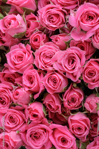 Bunch of fresh pink pale roses floral background