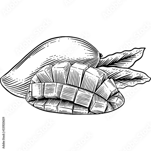 Hand drawn Mango