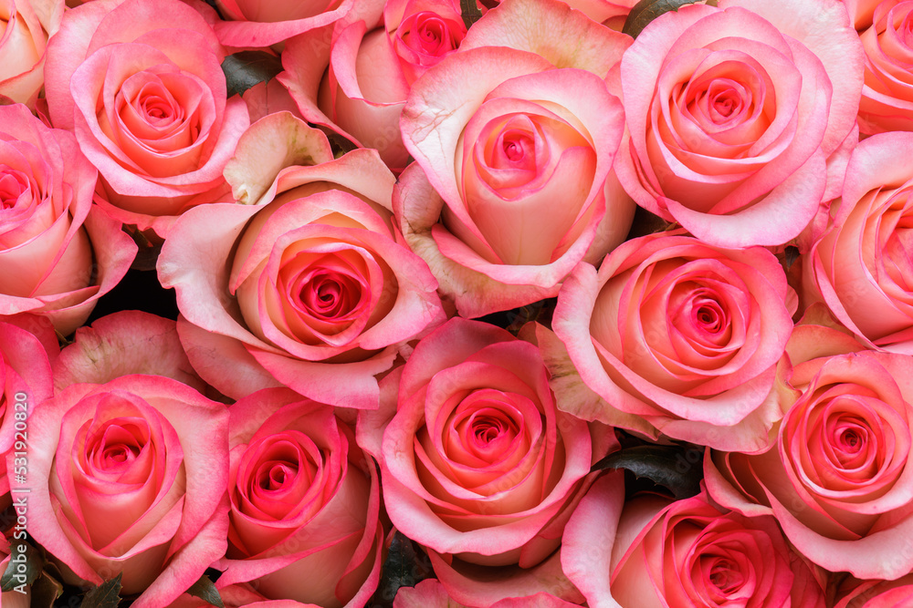 Bunch of fresh pink pale roses floral background Bunch of fresh pink pale roses floral background