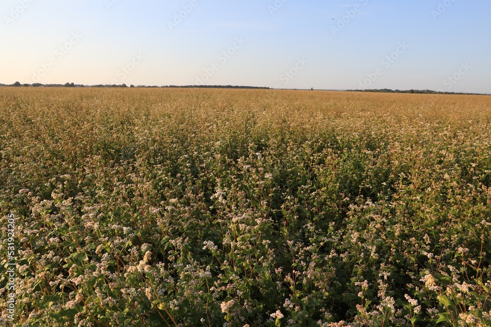 Beautiful view of buckwheat field under blue sky