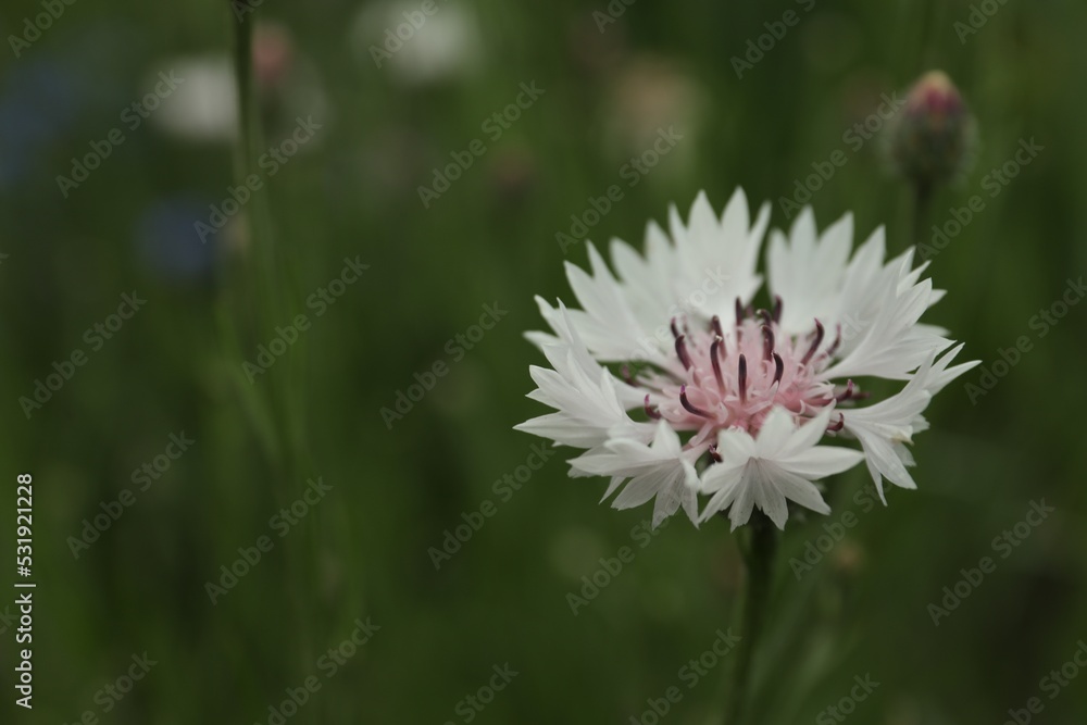 Beautiful pink cornflower outdoors on summer day, closeup Beautiful pink cornflower outdoors on summer day, closeup