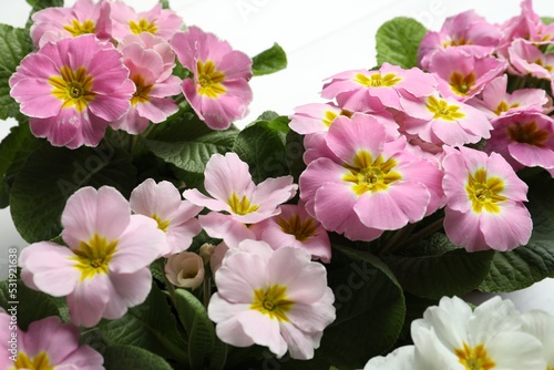 Beautiful primula (primrose) plants with colorful flowers on white table, closeup. Spring blossom