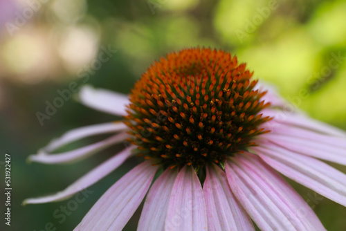 Beautiful pink Echinacea flower on blurred background  closeup