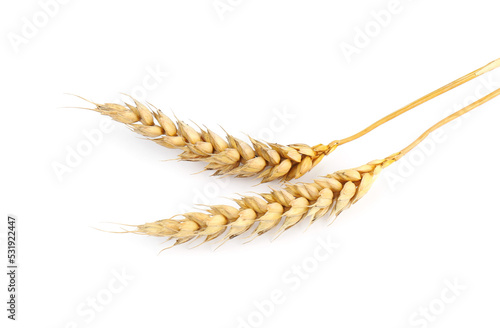 Dried ears of wheat on white background