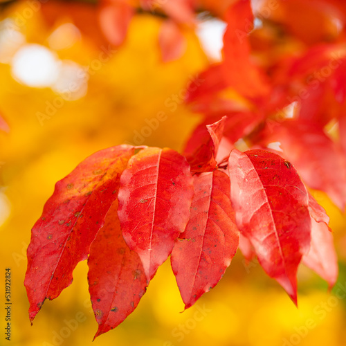 colorful autumn tree leaves