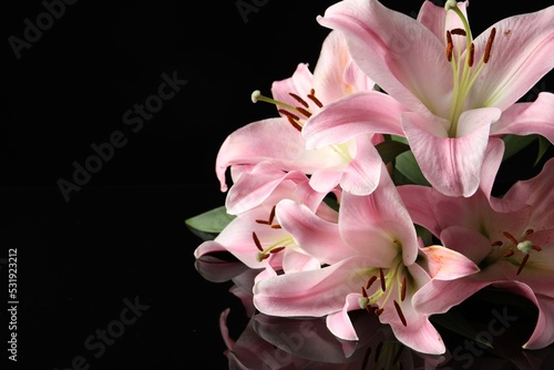 Beautiful pink lily flowers on black background. Space for text