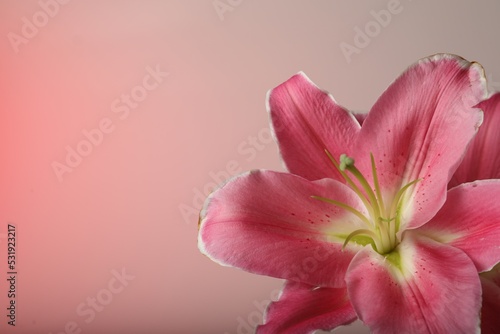 Beautiful pink lily flower on color background, closeup. Space for text © New Africa