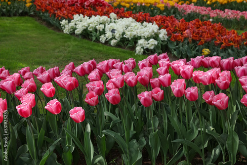 Many beautiful tulip flowers in park. Spring season