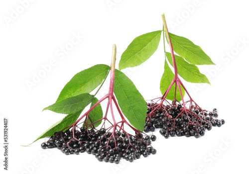 Bunches of ripe elderberries and green leaves on white background