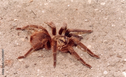 Hairy brown spider closeup