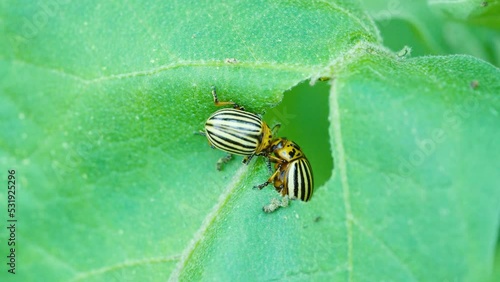 Colorado beetles eat green leaves and destroy potato or eggplant harvest. Striped black and yellow pests in macro shot on sunny day outdoors. Leaf beetles damaging the leaves of agricultural crops.