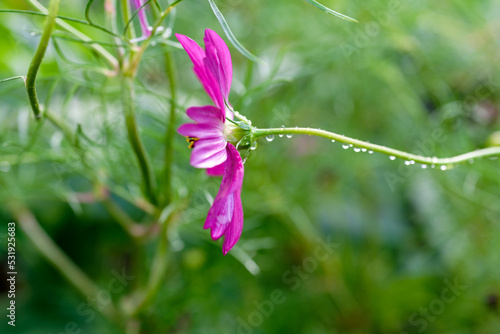 Pink purple cosmos mexican daisy A drought tolerant ornamental plant with long-lasting color.