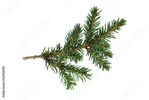 The branch of spruce photo
