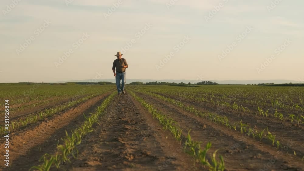 Senior farmer walking in corn field examining crop at sunset. Senior farmer walking in corn field examining crop at sunset.
