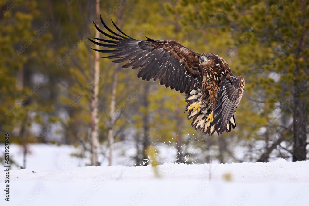Obraz premium Young White-tailed eagle start to flying in the winter snow forest