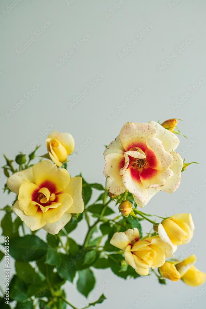 nice rose in the vase nice rose in the vase