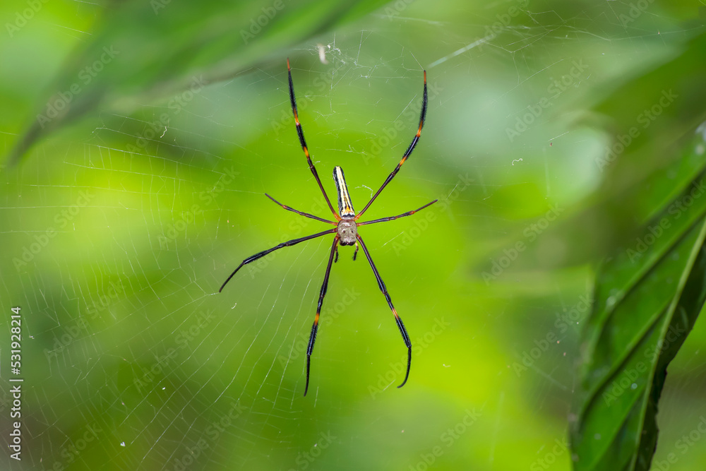 A giant wood spider waiting for its prey on a sunny day A giant wood spider waiting for its prey on a sunny day