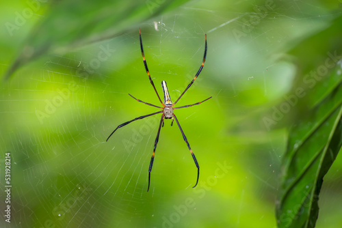 A giant wood spider waiting for its prey on a sunny day