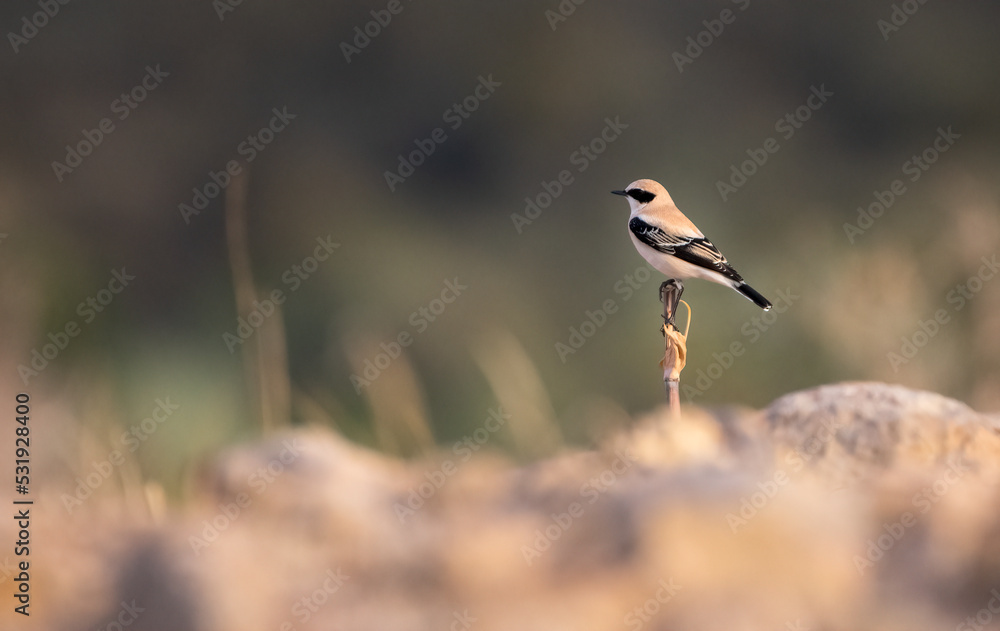 Obraz premium Western Black-Eared Wheatear (Oenante Hispanica)
