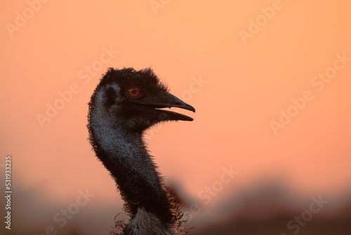 Emu at sunset
