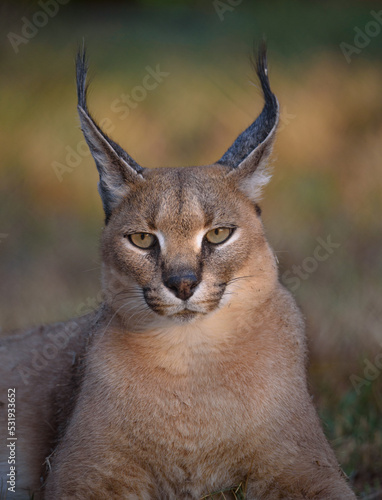 Close up portrait of a Caracal in South Africa in Kruger National Park photo