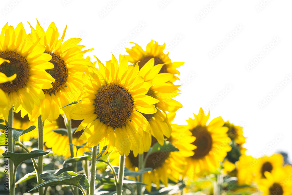 Obraz premium Blooming sunflowers field. Yellow flowers