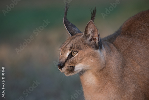 Close up portrait of a Caracal in South Africa in Kruger National Park