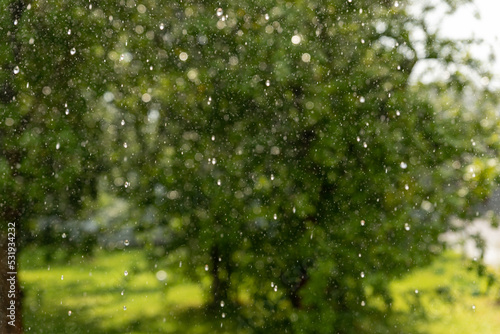 summer raindrops fall from the sky overlooking a sunny lawn, green trees on a summer day, a beautiful sunny rainy day background © Dikkens