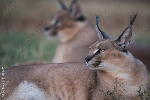 Two Caracals, resting in the African Savanna