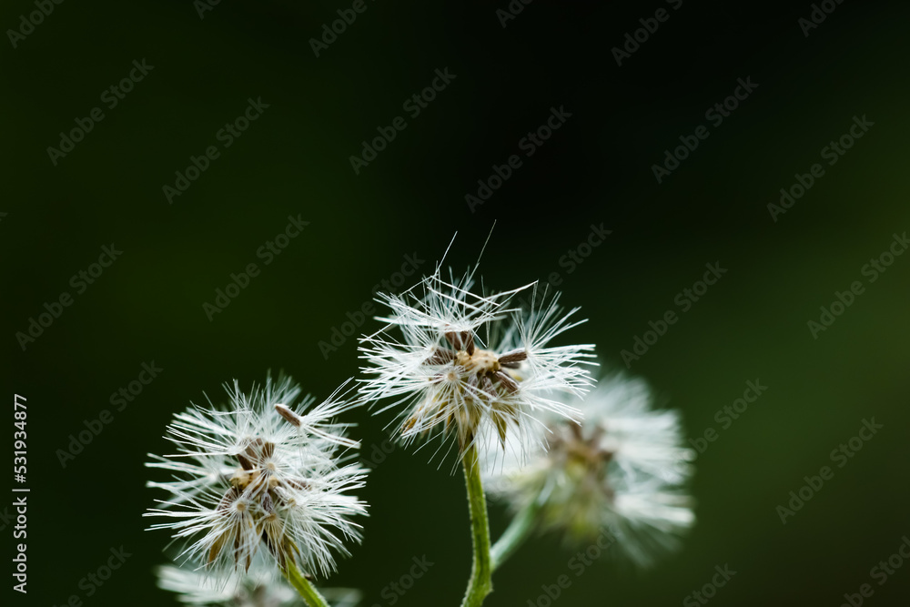 Little ironweed dry white flower closeup. Little ironweed dry white flower closeup.