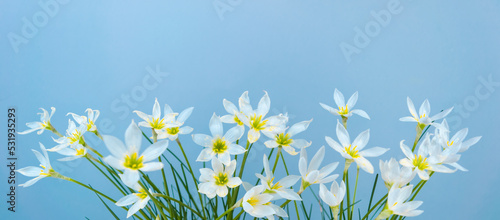 Wallpaper Mural White buds of flowering Zephyranthes candida with delicate petals and yellow stamens. Blue background. Copy space. Torontodigital.ca