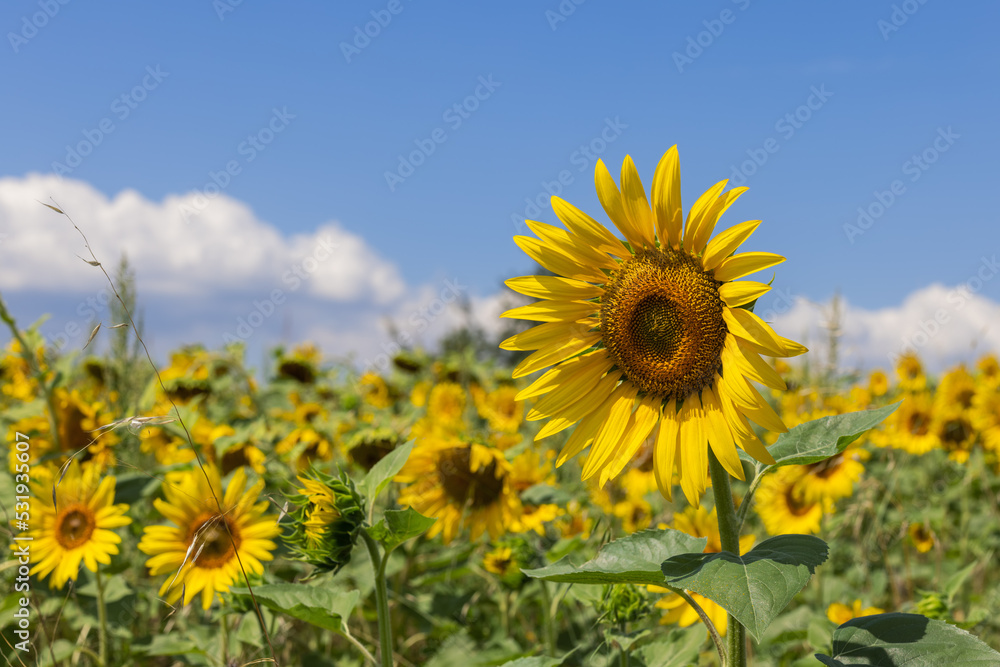 Bright yellow large flower of young sunflower (helianthus annuus) in foreground, as well as entire field behind it, opened up to meet morning summer sun