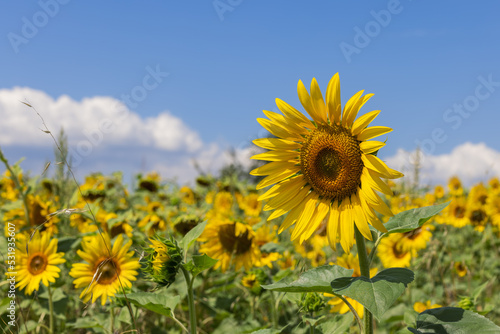 Bright yellow large flower of young sunflower (helianthus annuus) in foreground, as well as entire field behind it, opened up to meet morning summer sun