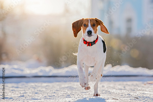 Portrait of american beagle dog running through snow to camera in park in winter