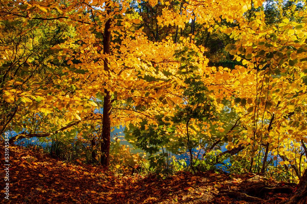 autumn landscape with fallen leaves