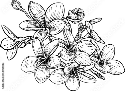 Tropical Plumeria Frangipani Bali Flower Woodcut