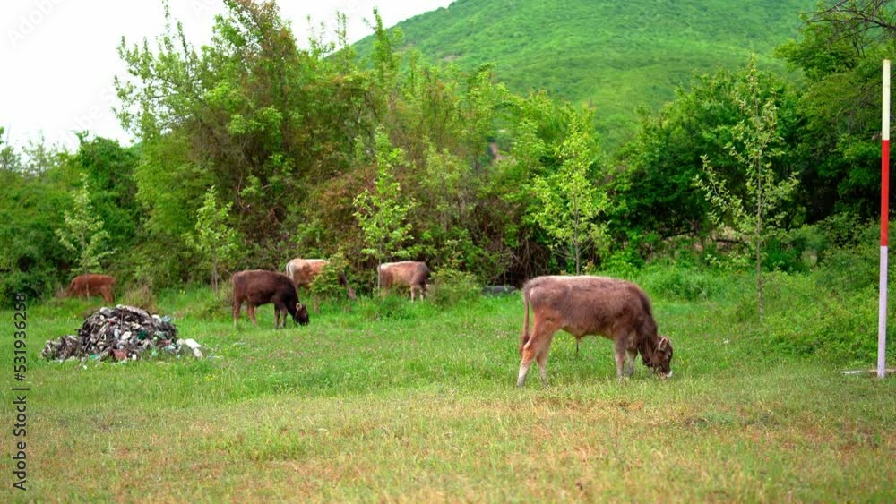 Young brown cows are grazing in wild nature Young brown cows are grazing in wild nature