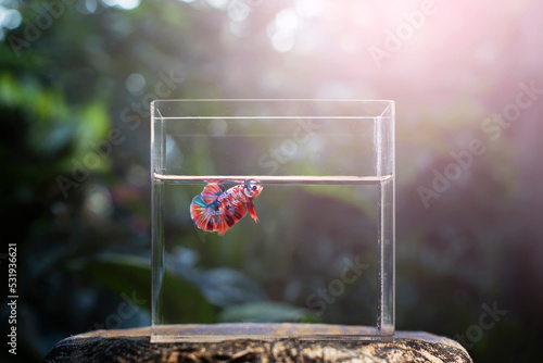 betta fish multicolor in tank with nature background