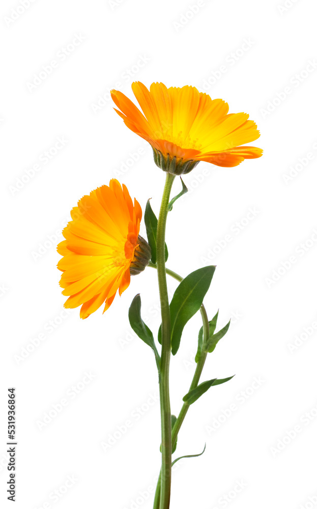 Calendula. Marigold flowers with leaves isolated on white Calendula. Marigold flowers with leaves isolated on white