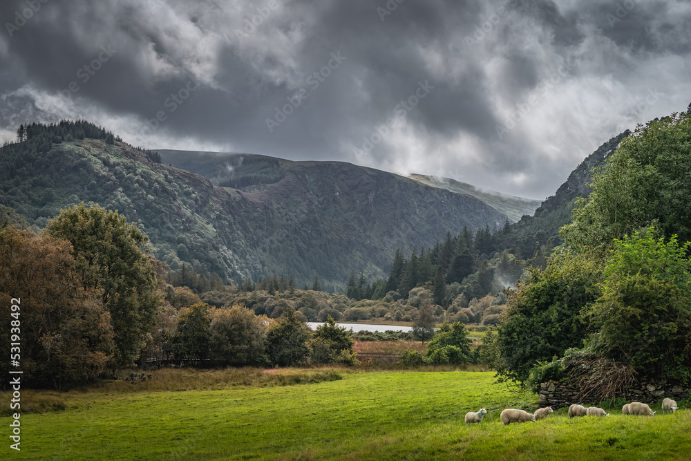 Flock of sheeps grazing on green field in Glendalough with autumn forest, mountains and lake with dramatic storm sky in background, Wicklow, Ireland