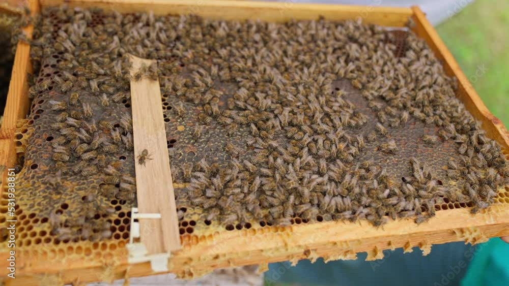 Bees fly and collect honey. The bees are getting ready for winter. Many bees that climb one on one in the evidence. Honey comb. Bees fly and collect honey. The bees are getting ready for winter. Many bees that climb one on one in the evidence. Honey comb.