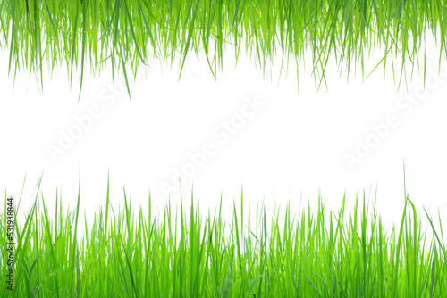 The bright green rice plants are flourishing against a white background.