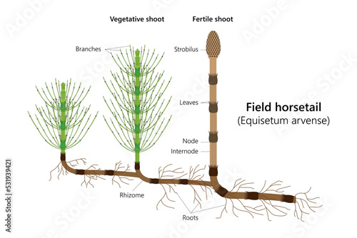 Field horsetail (Equisetum arvense). Vector illustration.